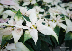 J'adore soft pink, een hybride ras