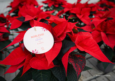 "Noblesse wordt een van de toppertjes" vinden ze bij Dümmen Orange. Noblesse heeft een mooi bloemenscherm en is sterk genoeg om door een geautomatiseerd proces te gaan