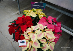 Poinsettia superstars: Robyn mix van Beekenkamp