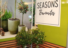 Hebben een nieuwe maatvoering 25 cm stam pot 15 met bes. De Ilex Blue Maid.