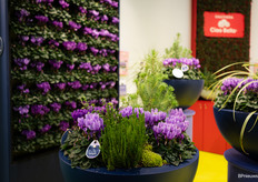 de Dragon blauwe cyclamen van Schoneveld Breeding stonden te shinen op de beurs