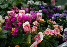 Fleurige bloemetjes bij Kwekerij de Noordpoel, al is het nu niet het seizoen voor de volle verkoop