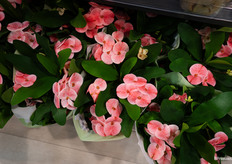 Queen Euphorbia geschikt voor outdoor