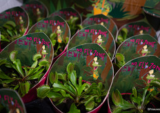 Gevaarlijk voor vliegen