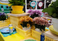 Chrysant Artistic Jeff is nieuw bij SV.CO