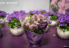 Nieuwe exporthoes vanaf Januari voor de campanula’s van Ten Have Plant