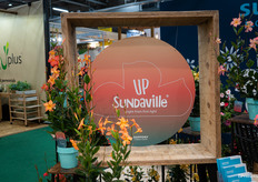 Up Sundaville: bright from first light