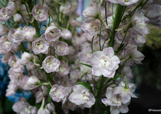 Pink Spider van Agriom