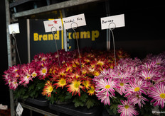 De nieuwe Trinidad fire van Brandkamp