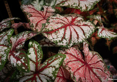 caladiums van Piece of Jungle