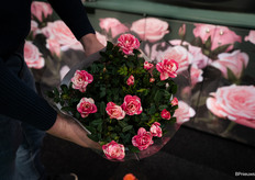 Nieuwe potroos Vieve van Nolina Kwekerijen