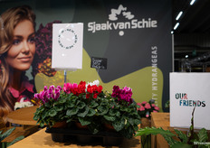 Sinds kort leveren ze ook cyclamen