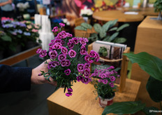 En dianthus, de favoriet van Sjaak van Schie die ooit als dianthuskweker begon