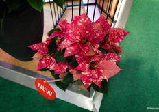 Een nieuwe kleur Fantasy Star Pink van Selecta One