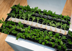 Bewortelingssysteem van Selecta One zonder substraat, RCS 2.0