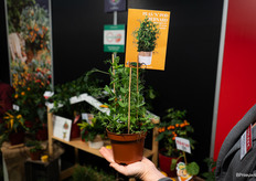 Peas ‘N’ Pod Bernard zorgt voor een boel gezelligheid en lekkers in je tuin