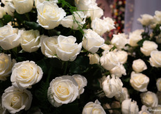 De nieuwe witte roos Supernova van Kordes Roses