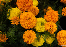 Wim vertelt dat de Tagetes Coco het flink wint aan populariteit als snijbloem