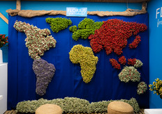 Een wereldkaart van hypericum in de stand van Florius