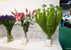 De Moluccella van Klaver Flowers is heel compact