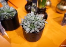 Decorum toonde wel 26 noviteiten op hun plein