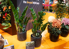 Waaronder deze compacte zamio’s