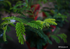 Tamarinde van Ten Have Plant