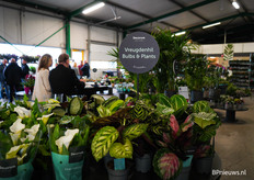 Vreugdenhil Bulbs & Plants