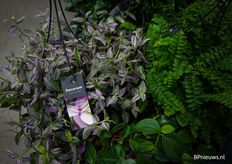 Tradescantia van Hillplant