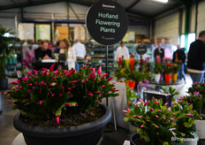 Schlumbergera van Hofland Flowering Plants