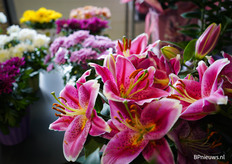 Potlelie van Van Schie