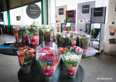 Een kleurrijke boel bij Mixed by Roots