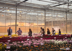 Kwekers en exporteurs samen bij de veredelaar op bezoek