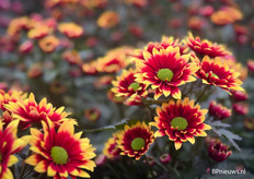 Pomavera is ook nieuw