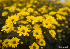 Copa Speedy doet het goed op de veiling, vertelt Jan-Willem