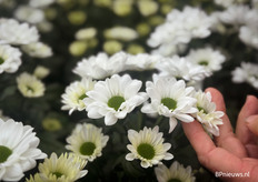 Mirana, de nieuwe witte en goed te verven