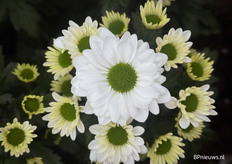 Mirana, met het groene hart