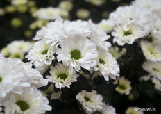 Velora, twee rijen bloemlintjes meer dan Mirana