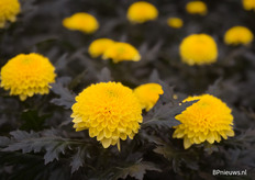 Superbowl yellow is nieuw naast de Superbowl white