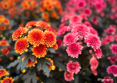 Abbey Flame en Abbey Sandia