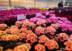 Hele snelle en goede nieuwe serie volgens Jan-Willem