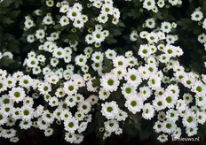 En door naar de santini's