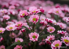 Opvallend donkerroze onderkant van de blaadjes