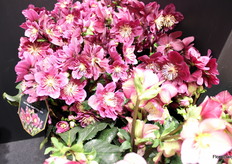 Ook verkrijgbaar in een donkerdere kleur: HGC Winter Ballet Frilly Ruby