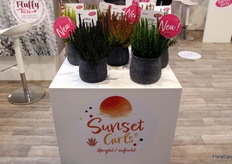 Een nieuwe serie: Sunset Girls