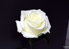 De nieuwe witte roos van Kordes Rosen: Supernova