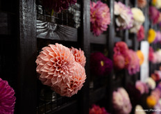 Dahlia van Fred. de Meulder