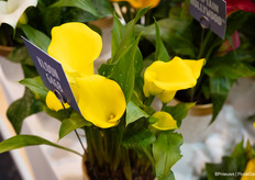 En daarvoor hebben ze de Captain Cento ontwikkeld. Cento betekent honderd in het Italiaans