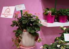 Wat een prachtige (en lekkere!) aardbeien bij ABZ Seeds