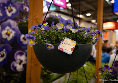 De Viola cornuta wellspring blue van Syngenta Flowers, deze viool heeft een neutrale daglengte dus bloeit door in winter muv vorst.